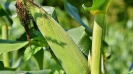 Puncak Panen Raya Jagung. (Pixabay.com/@Ralphs_Fotos)